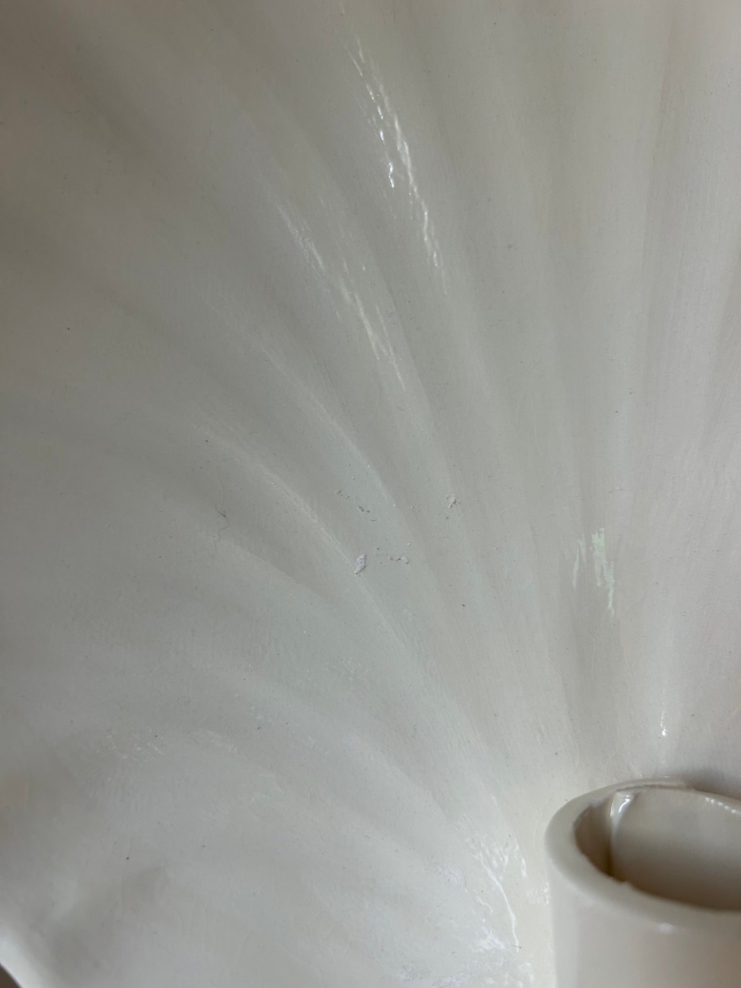 Shell Wall Sconce - Seconds