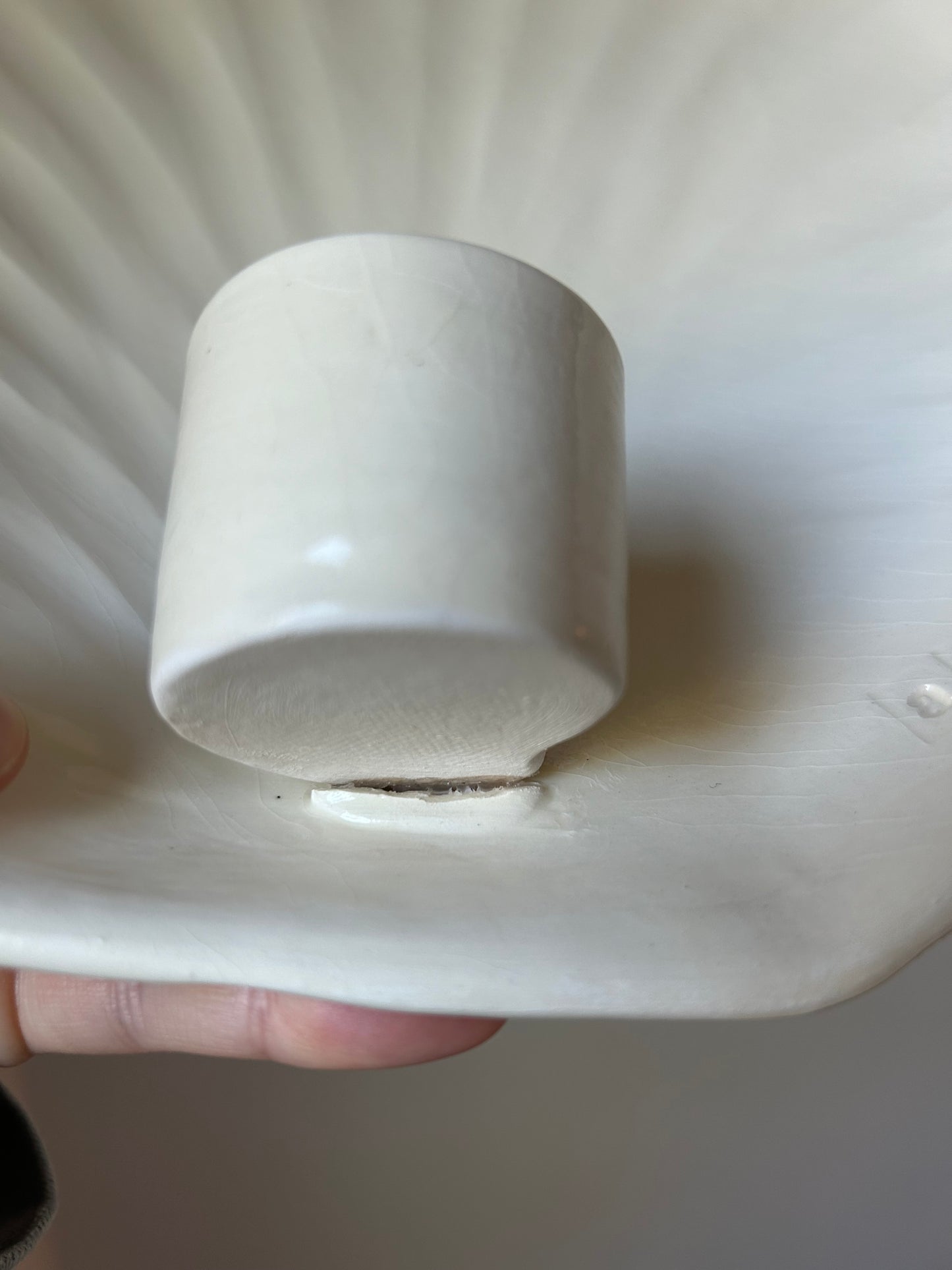 Shell Wall Sconce - Seconds